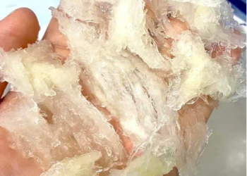 YẾN GIẢ – MỐI ĐE DỌA ĐỐI VỚI THỊ TRƯỜNG YẾN SÀO